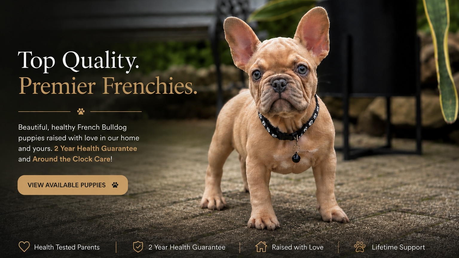 French bulldog